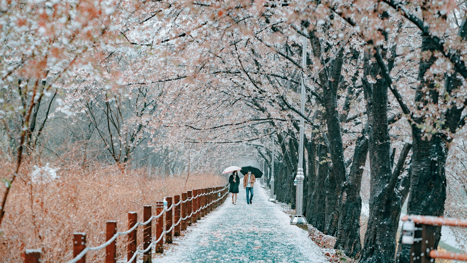 musim semi di korea bulan apa